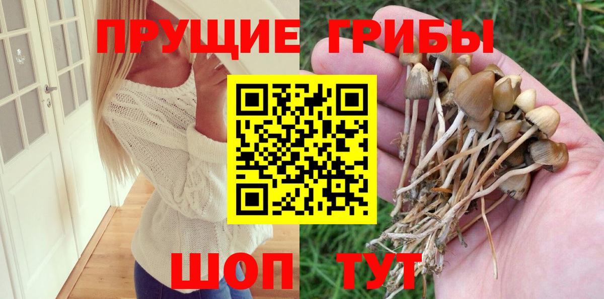 Галлюциногенные грибы Psilocybe  Вход с VPN  Карачаевск 